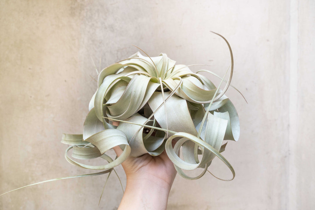 Wholesale: Jumbo Tillandsia Xerographica | 8+ Inch Plants