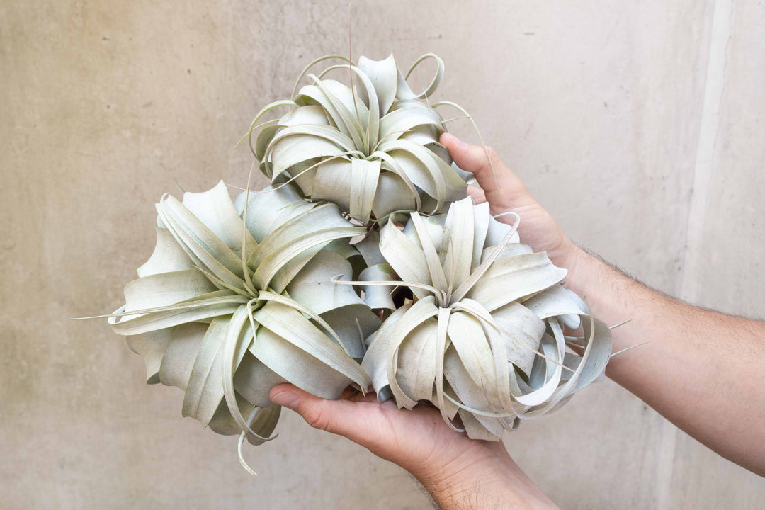 Wholesale: Large Tillandsia Xerographica | 6-8 Inch Plants