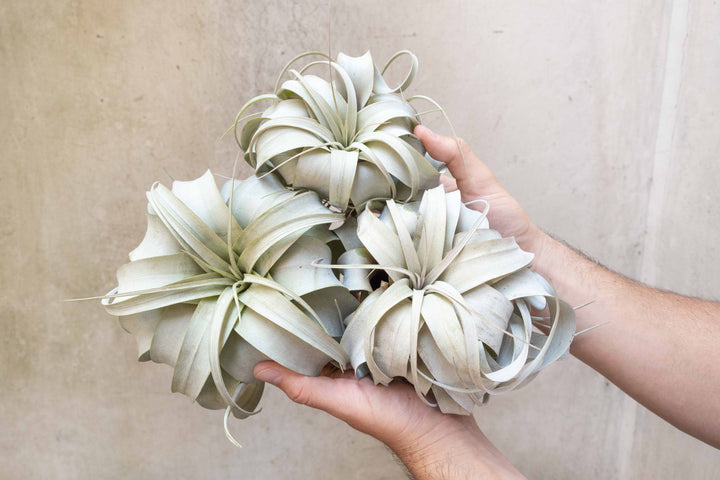 Wholesale: Large Tillandsia Xerographica | 6-8 Inch Plants