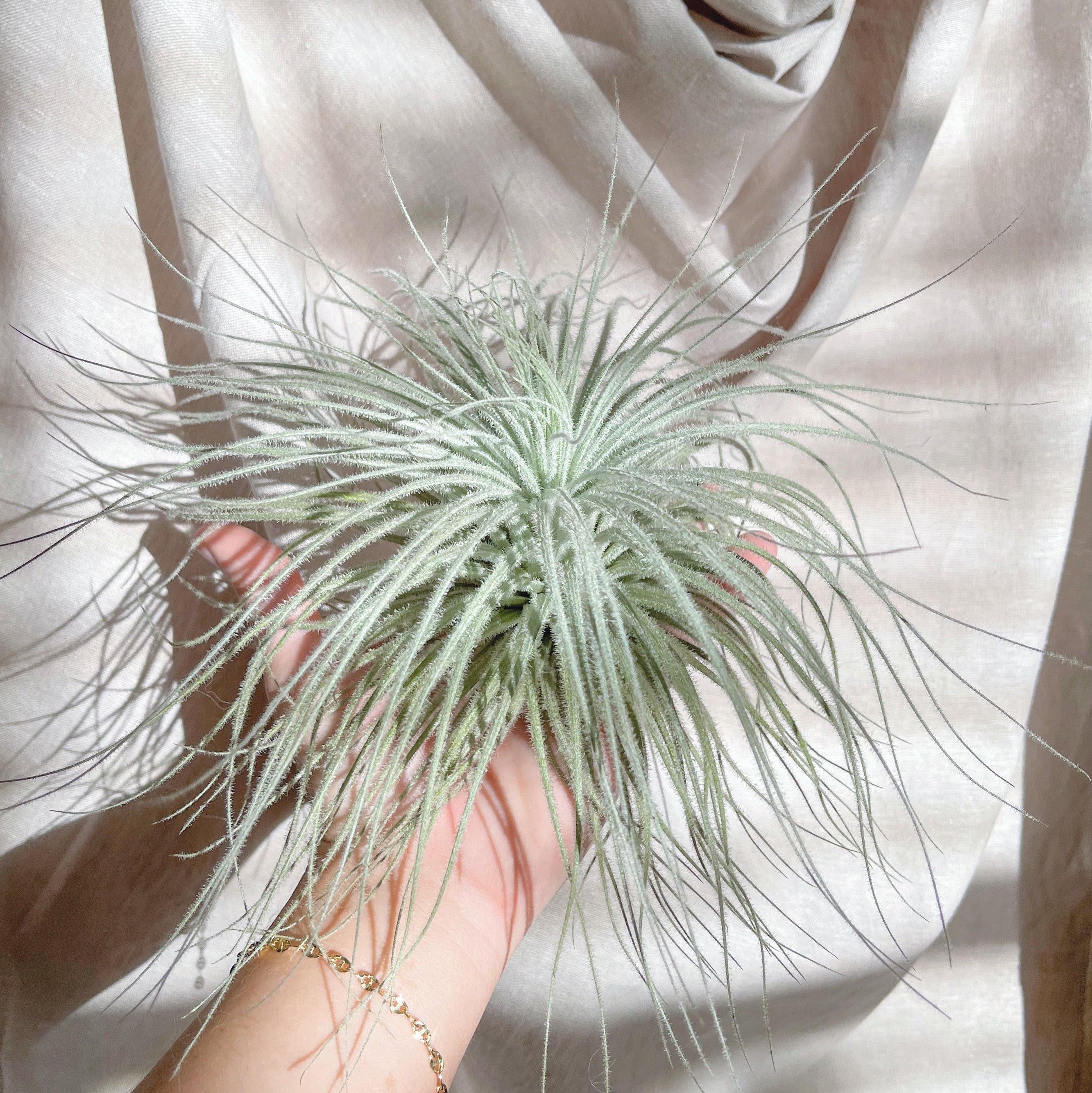 how big does an air plant get Jumbo Tillandsia Tectorum Ecuador Air Plant