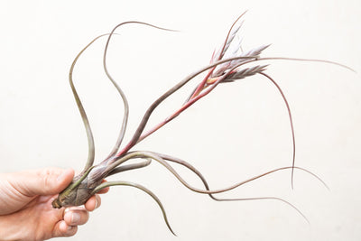 Hand Holding Large Blushing and Blooming Tillandsia Baileyi Air Plant