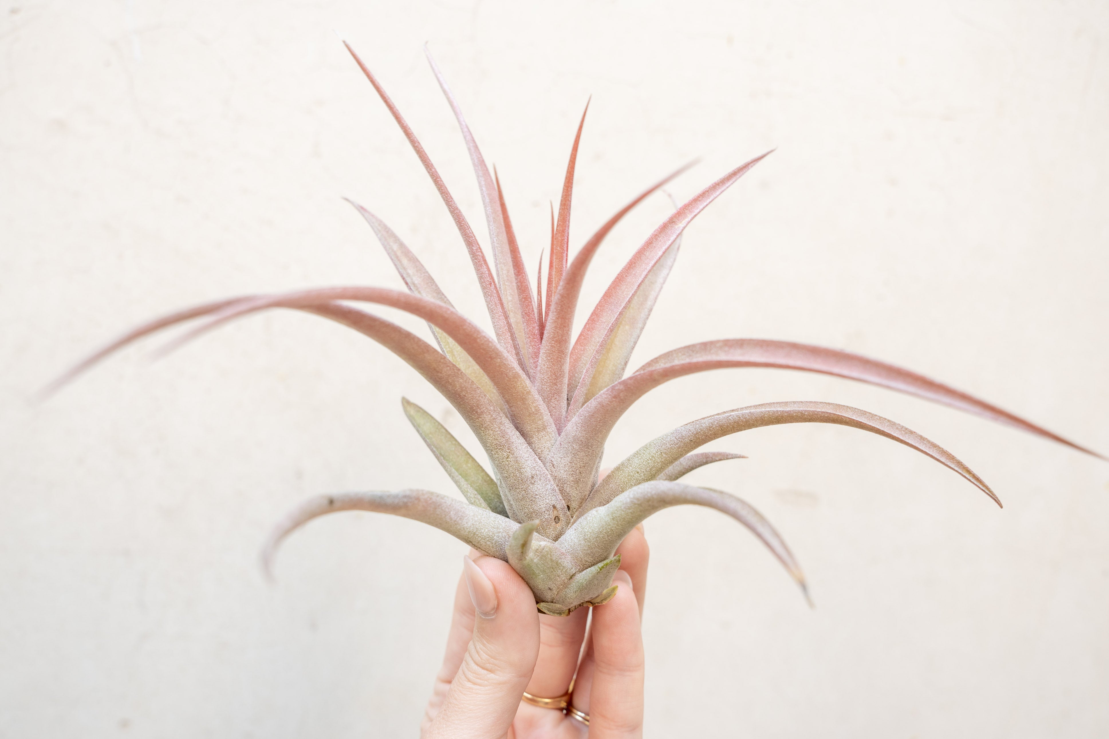 capitata peach air plant Tillandsia Capitata Peach Air Plant