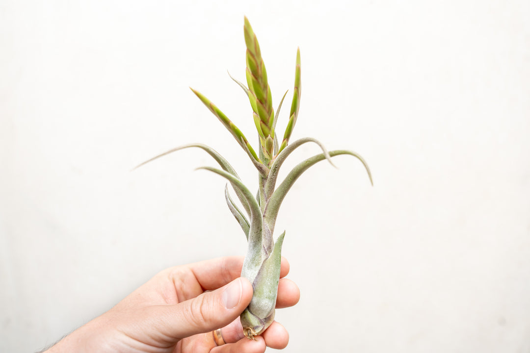 Hand Holding a Blooming Tillandsia Caput Medusae Air Plant
