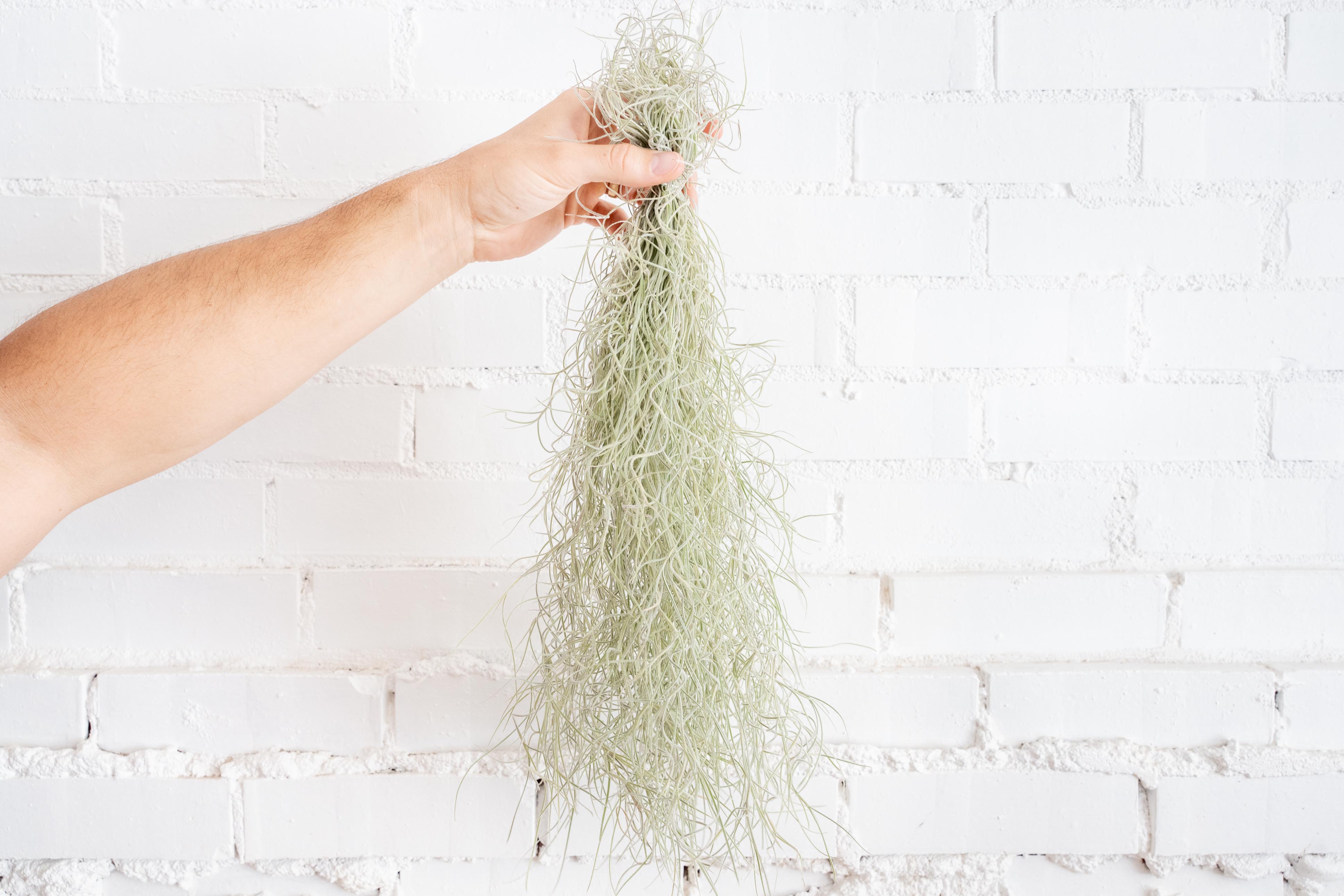 Tillandsia Colombia Thick Spanish Moss Air Plants – Air Plant Design Studio