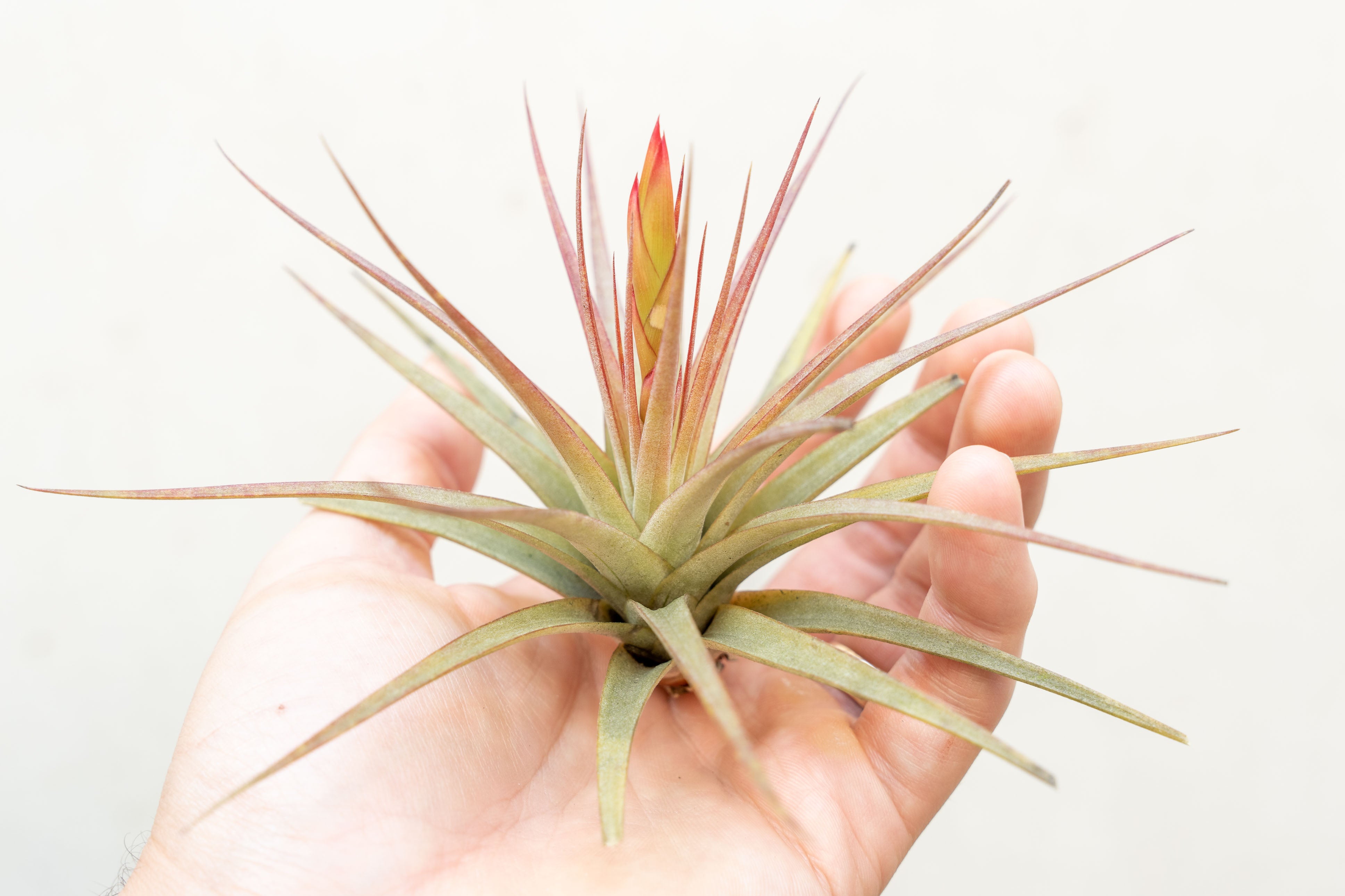 Tillandsia Concolor Air Plants  Air Plant Design Studio