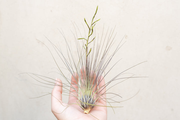 Tillandsia Filifolia Air Plant