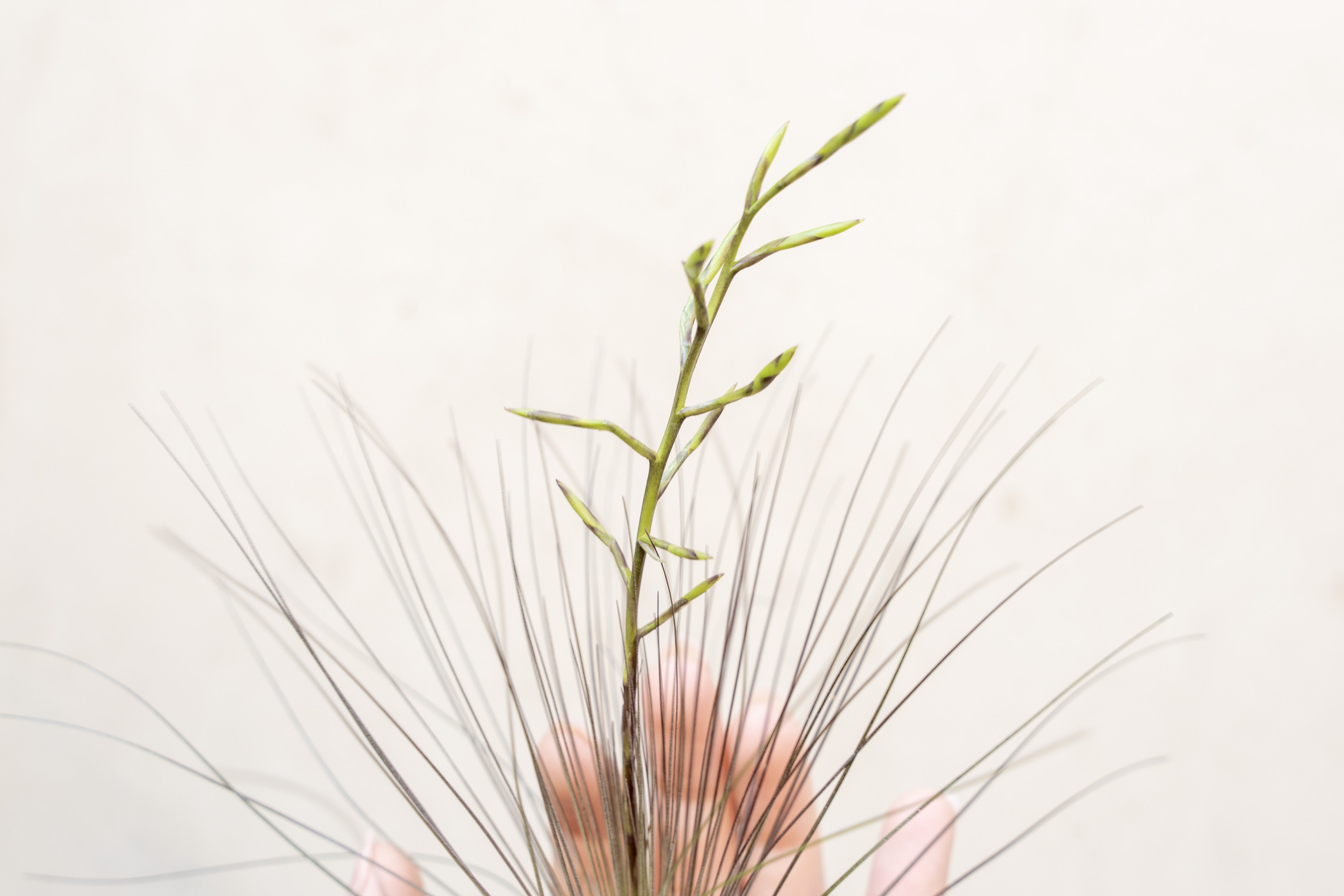 filifolia air plant Tillandsia Filifolia Air Plants
