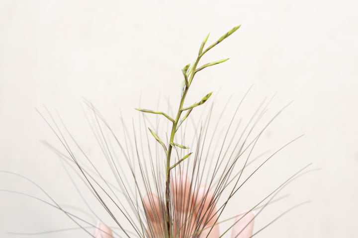 Tillandsia Filifolia Air Plant