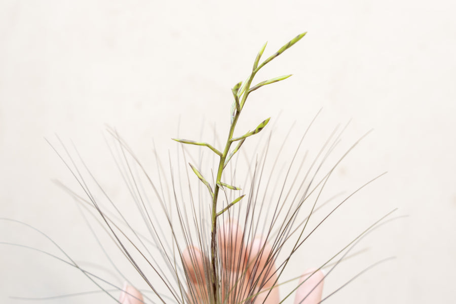 Tillandsia Filifolia Air Plant