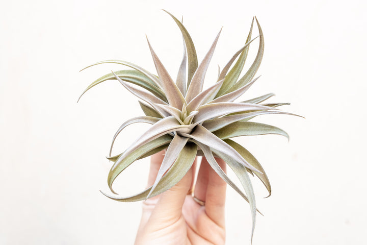 Wholesale: Large Tillandsia Harrisii Air Plants | 5-7 Inch Plants