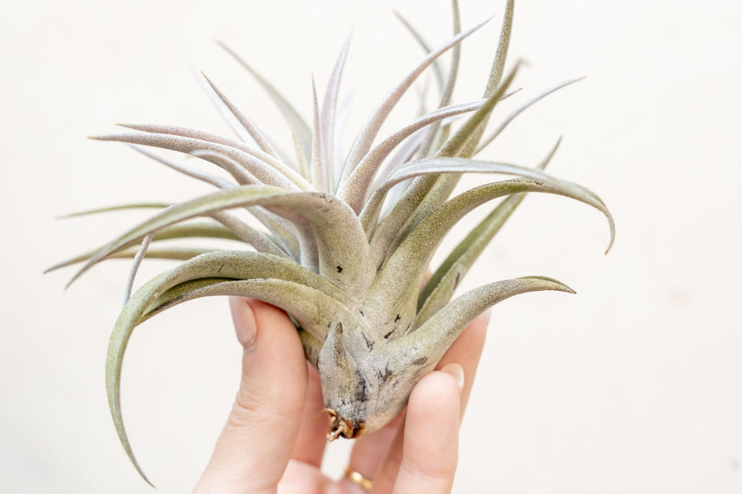 Hand Holding a Tillandsia Harrisii Air Plant