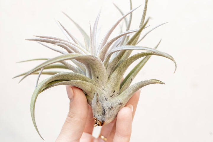 Hand Holding a Tillandsia Harrisii Air Plant