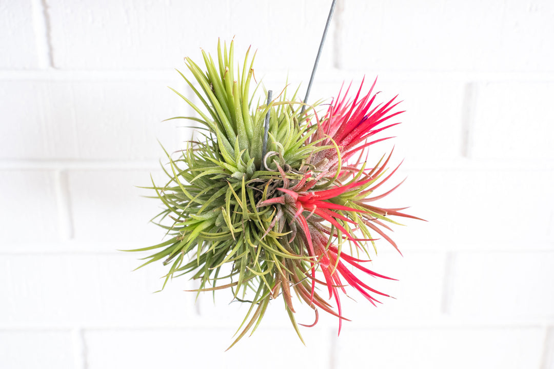 Tillandsia Ionantha Fuego Hanging Cluster with Wire Hook