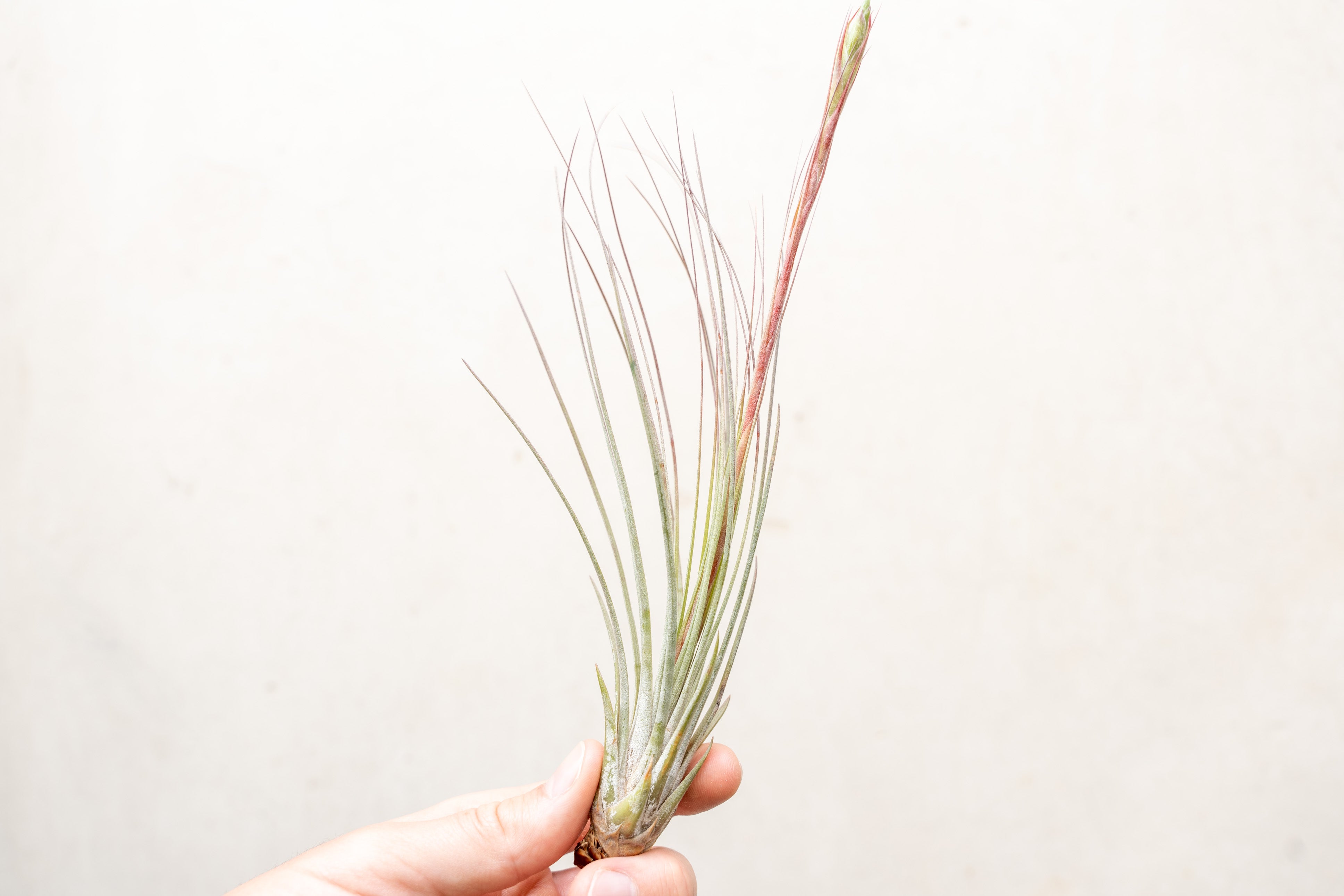 juncea air plant Tillandsia Juncea Air Plants