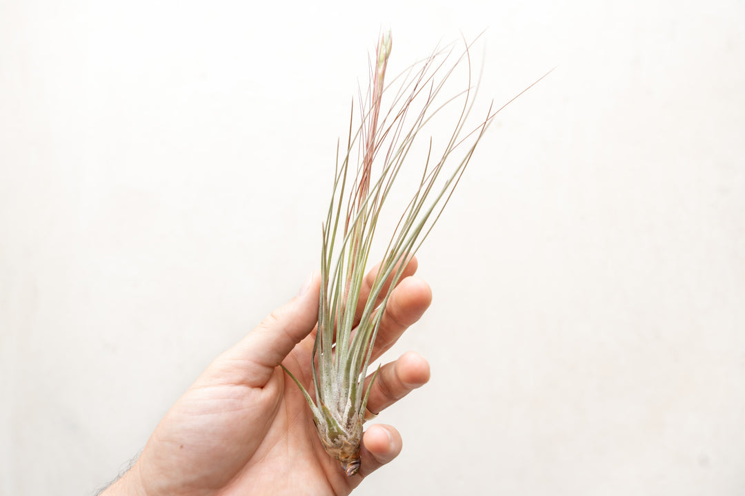 Hand Holding a Large Tillandsia Juncea Air Plant with Bloom Spike