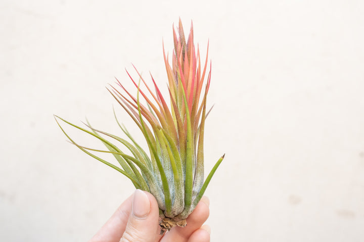 Blooming Tillandsia Ionantha Scaposa Air Plant