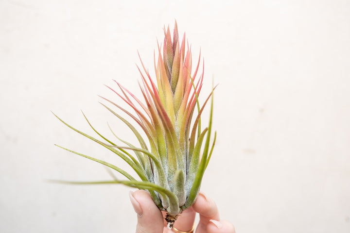 Blooming Tillandsia Ionantha Scaposa Air Plant