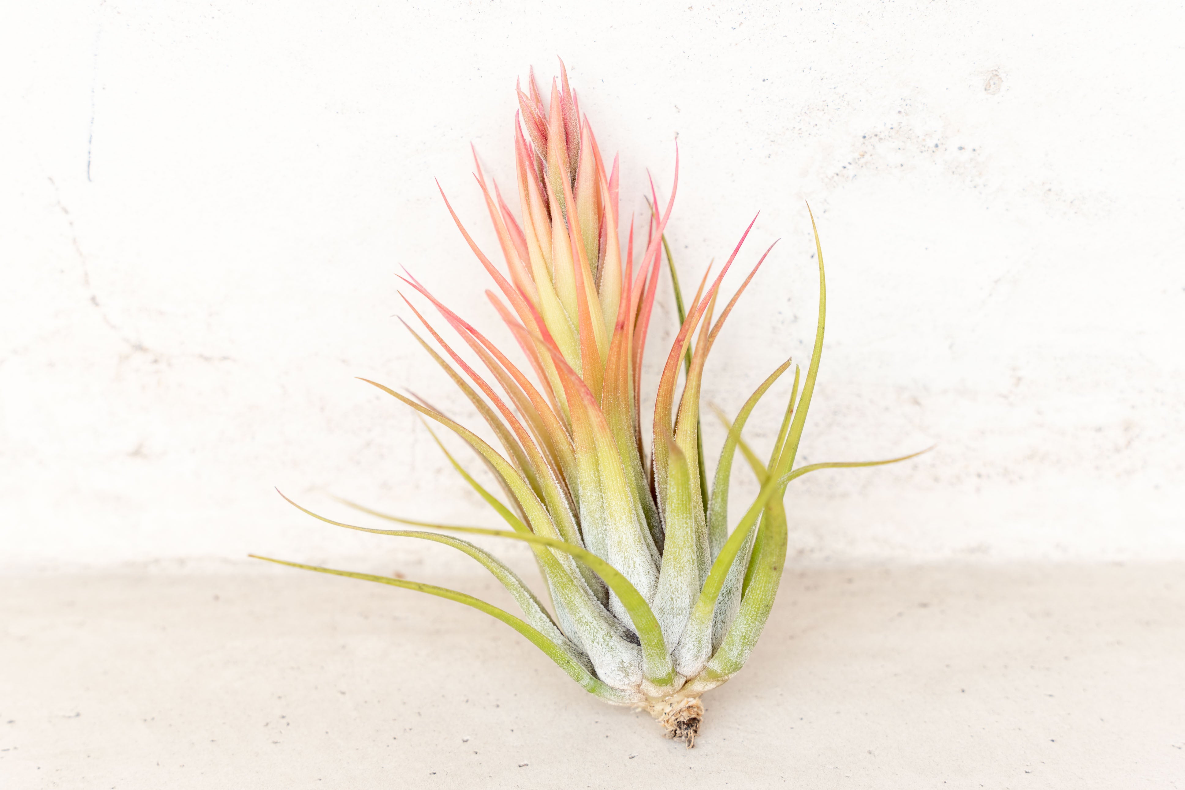 ionantha scaposa air plant Tillandsia Ionantha Scaposa Air Plant