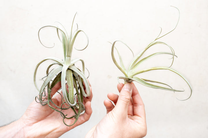 Tillandsia Streptocarpa Air Plant