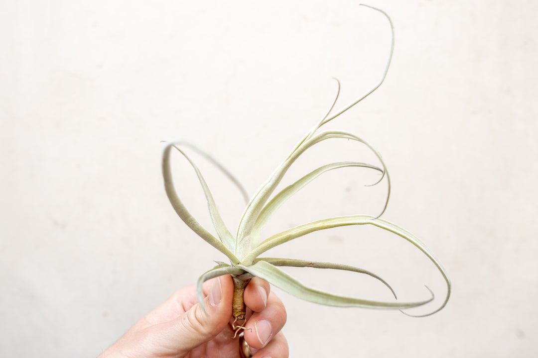 Tillandsia Streptocarpa Air Plant
