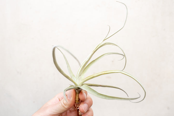 Tillandsia Streptocarpa Air Plant