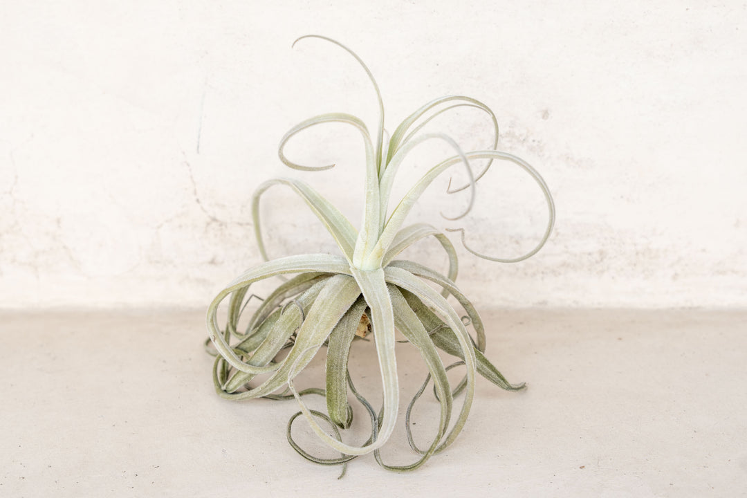 Tillandsia Streptocarpa Air Plant