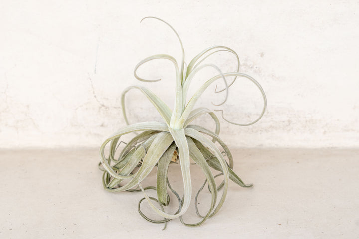 Tillandsia Streptocarpa Air Plant