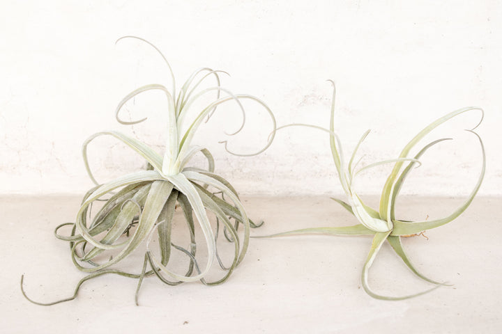 Tillandsia Streptocarpa Air Plants