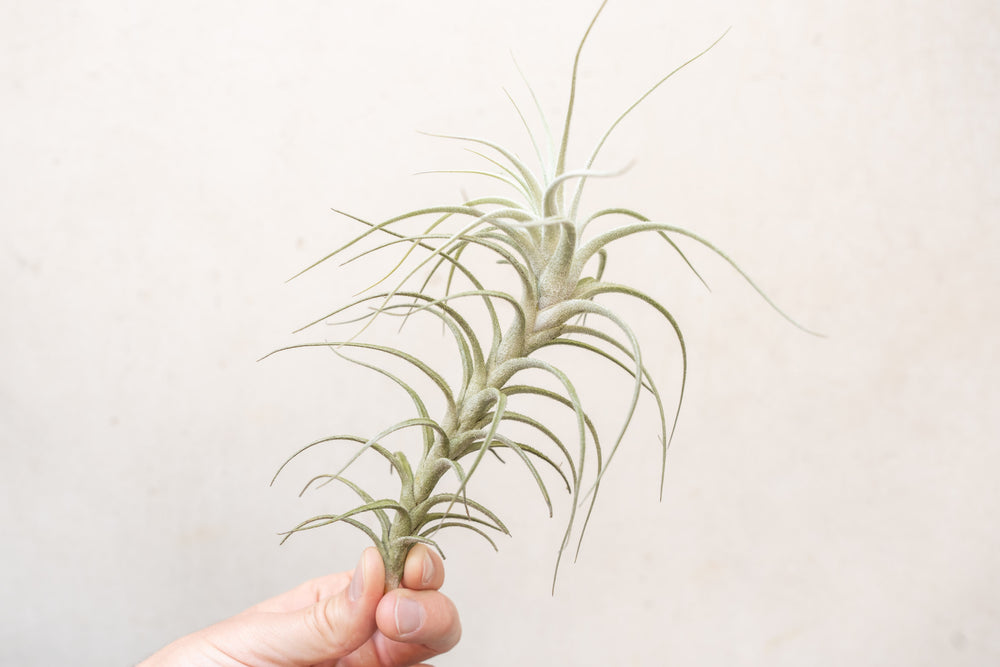 Tillandsia Tectorum Peru Air Plant