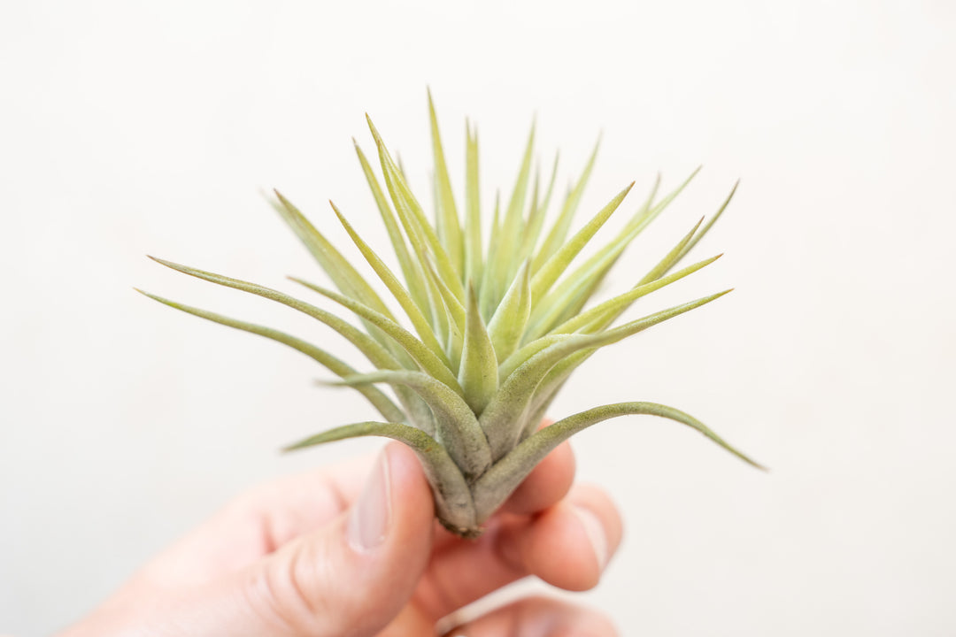 Hand Holding a Tillandsia Velutina Air Plant