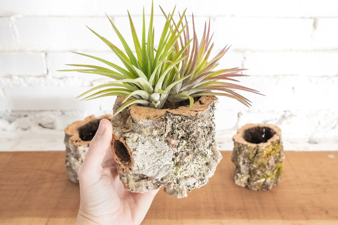 3 Natural Cork Bark Planters, 1 with 2 Tillandsia Velutina Air Plants