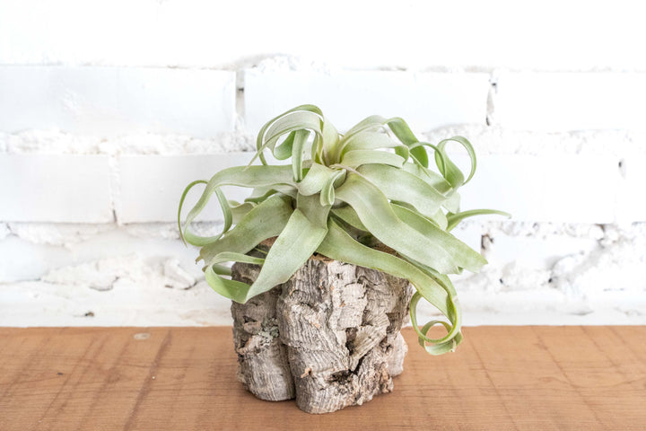 Natural Cork Bark Planter with Tillandsia Streptophylla Air Plant