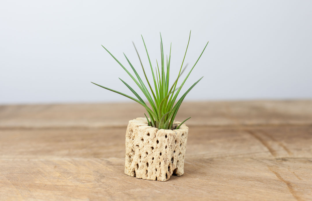 Wholesale: Large Tillandsia Melanocrater Tricolor Air Plants | 6-9 Inch Plants