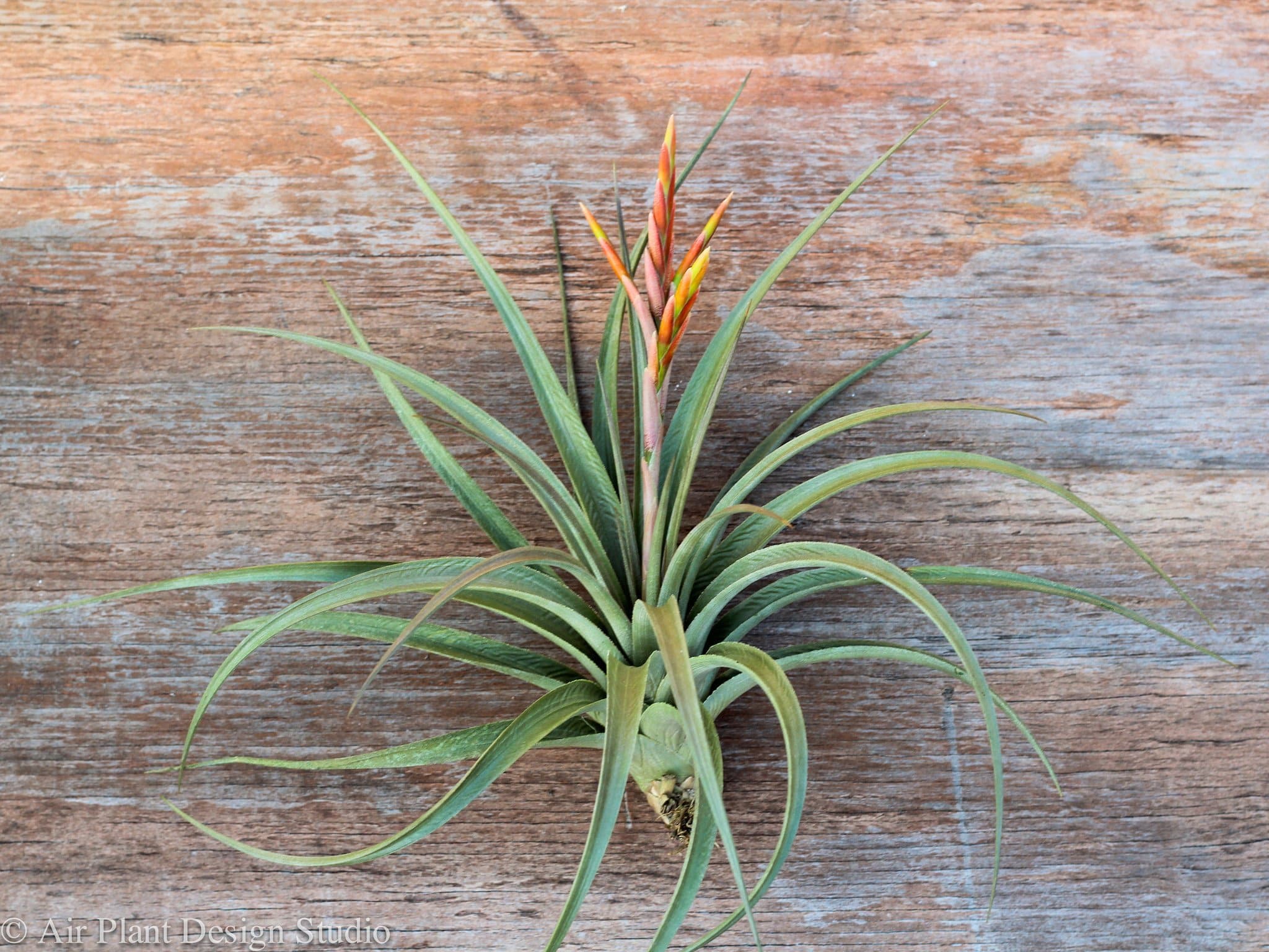 vining air plant Tillandsia Vernicosa Air Plant