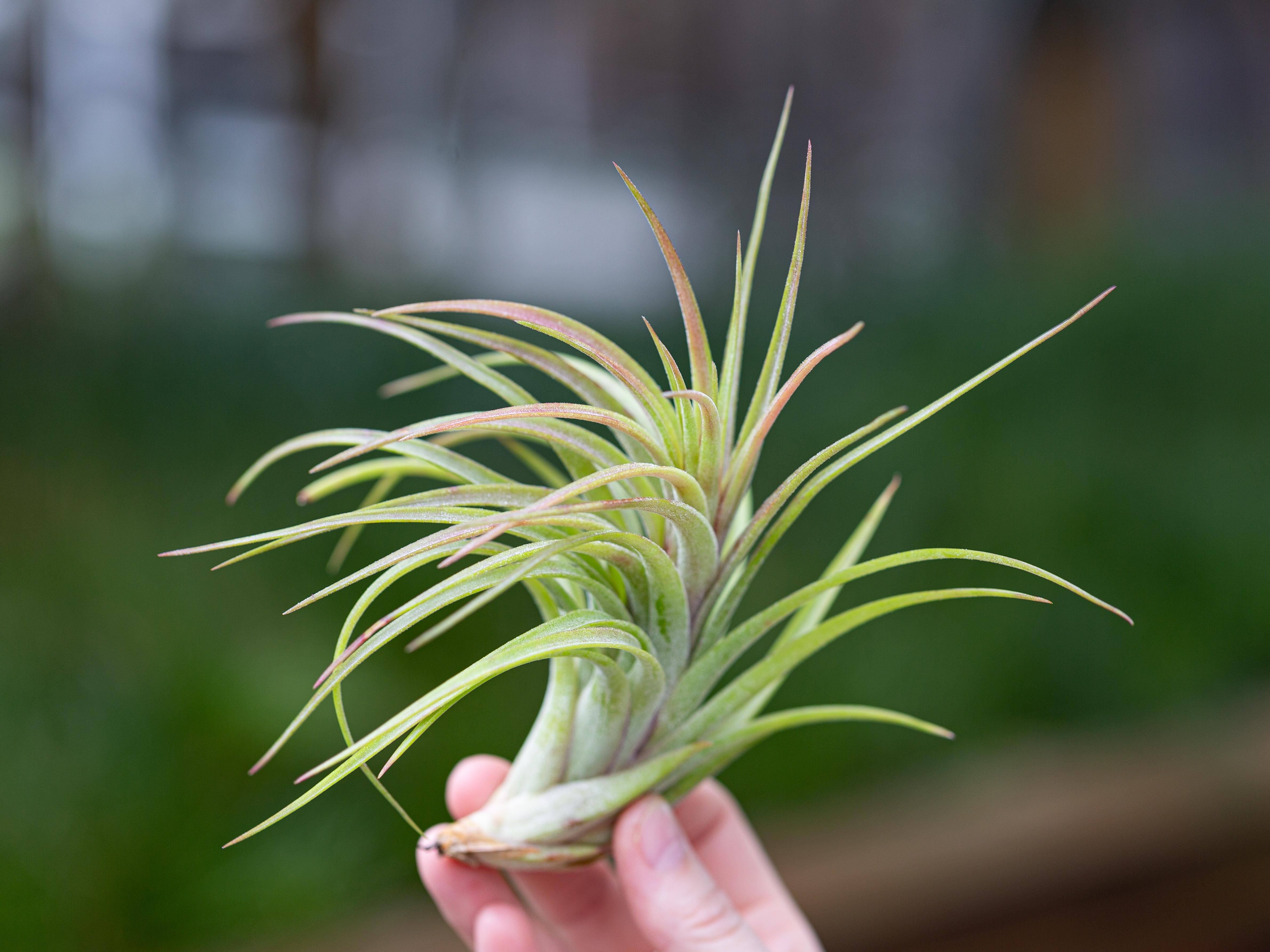 robertas air plants Tillandsia Victoriana