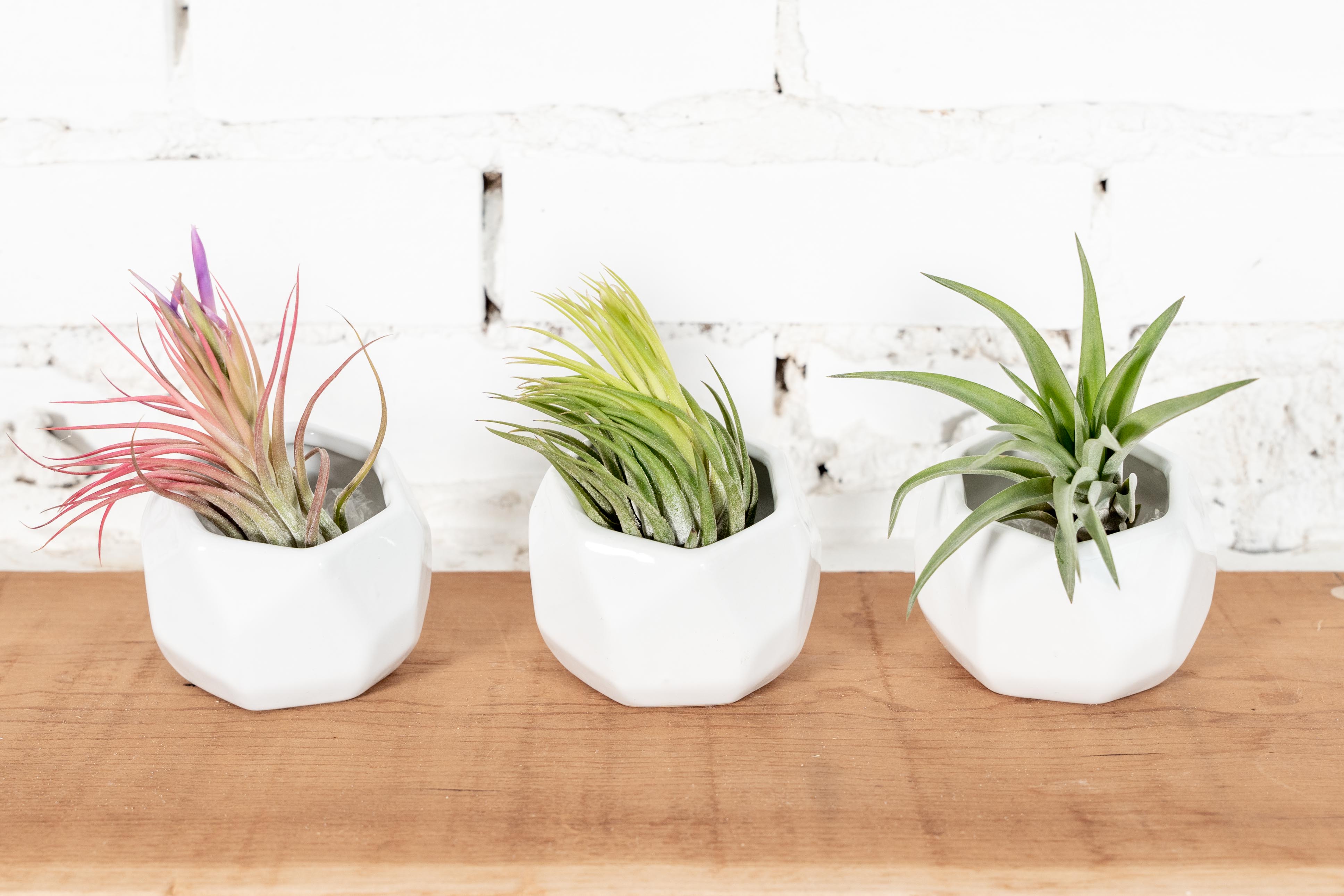 White Geometric Pots & Tillandsia Air Plants