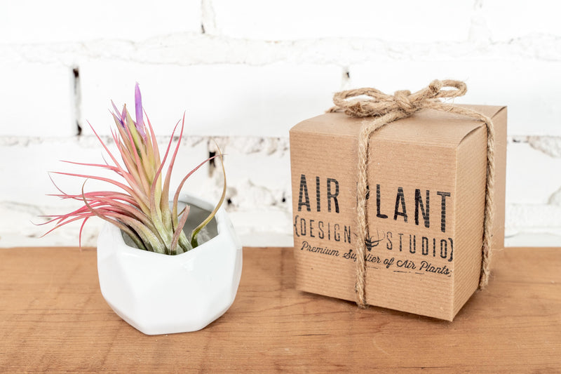 White Ceramic Geometric Plants with Tillandsia Ionantha Scaposa Air Plant and Branded Gift Box