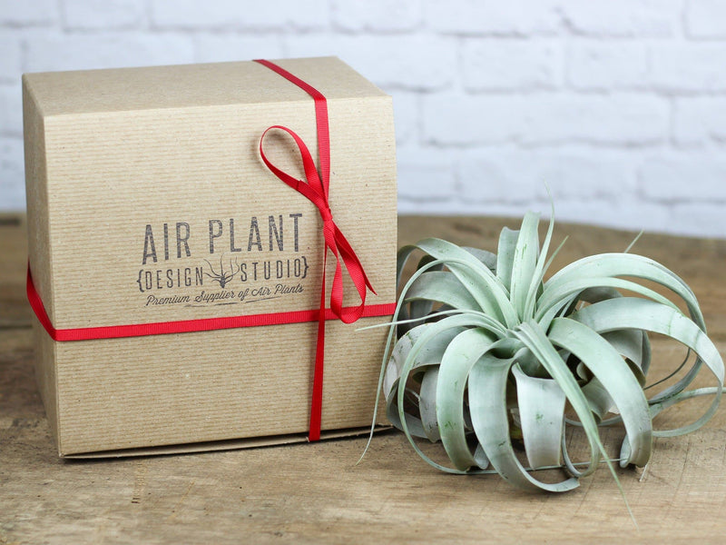 Tillandsia Xerographica Air Plant with Branded Gift Box and Red Ribbon