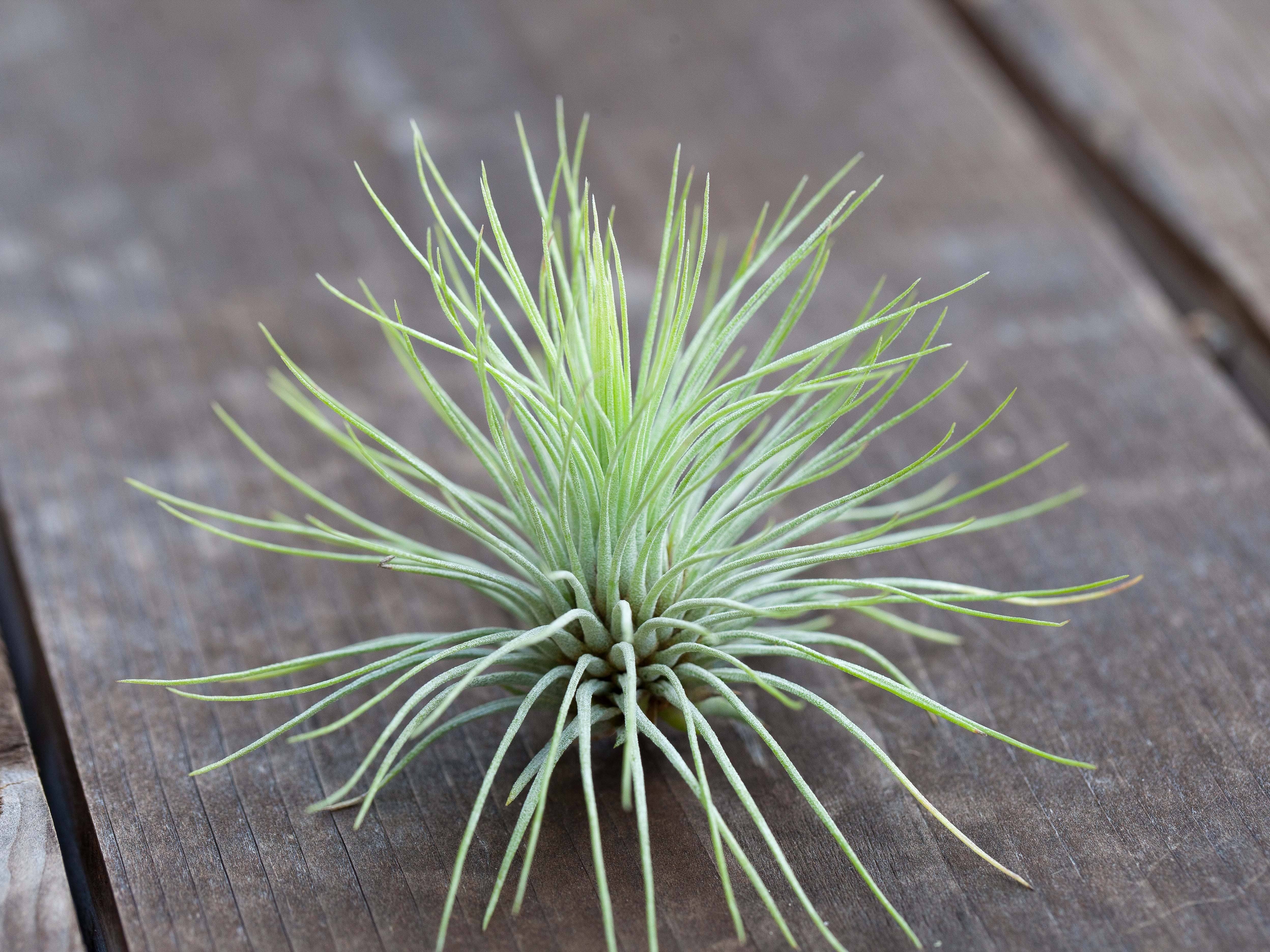 rare air plant Tillandsia Andreana Air Plants – Air Plant Design Studio