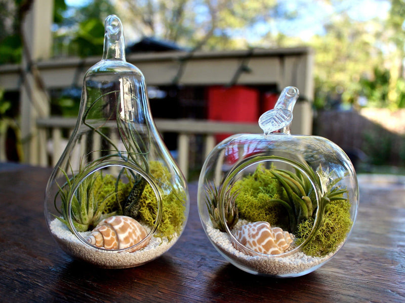 1 Pear and 1 Apple Shaped Glass Terrariums with Assorted Tillandsia Air Plants, Moss, Sea Shell and White Sand
