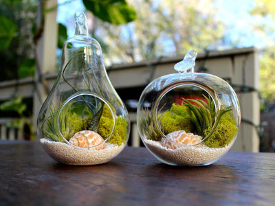 1 Pear and 1 Apple Shaped Glass Terrariums with Assorted Tillandsia Air Plants, Moss, Sea Shell and White Sand