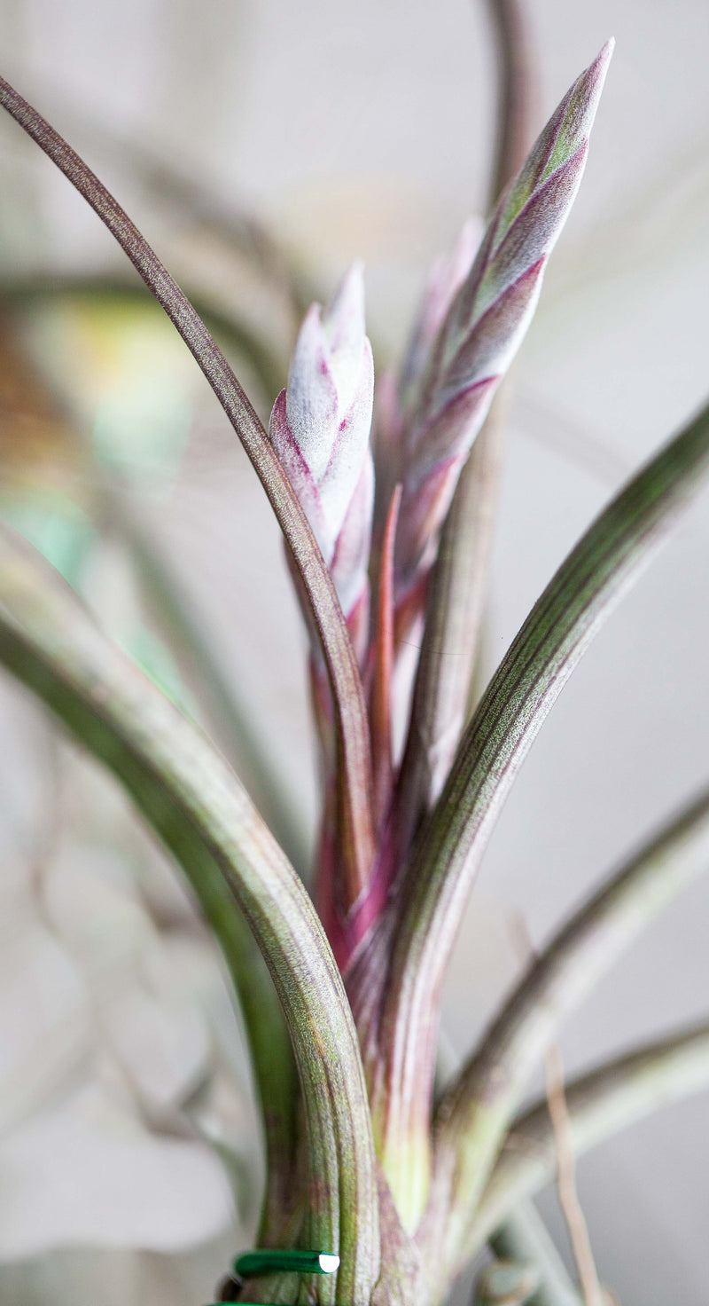 Close up of the Bloom Spike on a Tillandsia Baileyi Air Plant