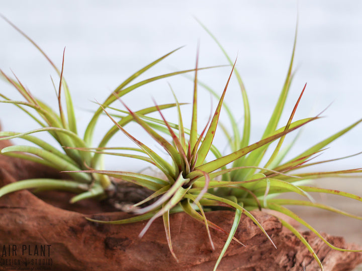 Wholesale Tillandsia 'Sparkler' (Brachycaulos x Concolor) Hybrid Air Plants