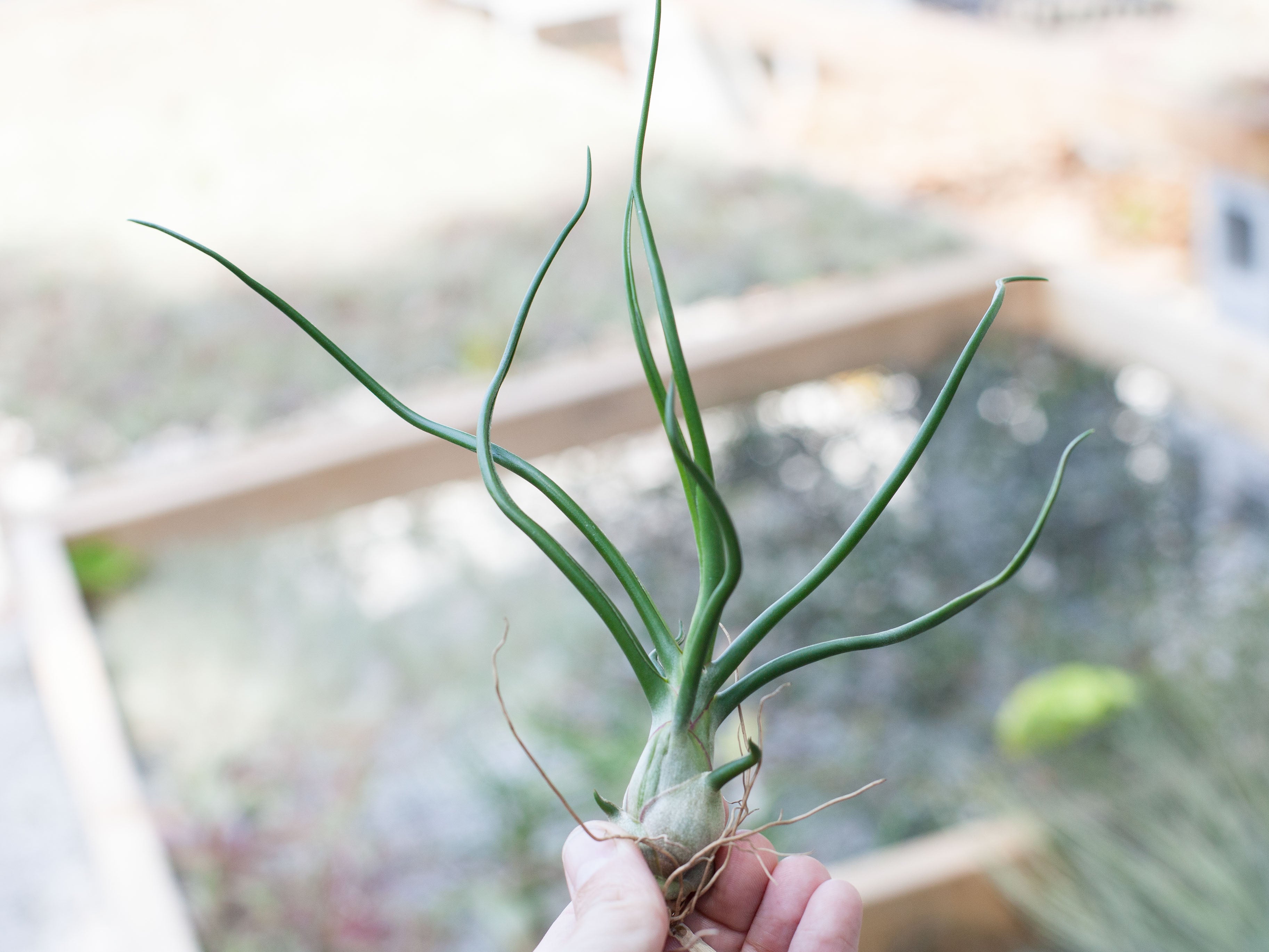 bulbosa belize air plant Tillandsia Bulbosa Belize Air Plant