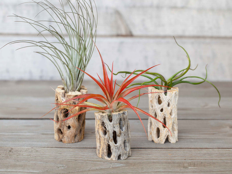 3 Cholla Wood Displays with Assorted Tillandsia Air Plants