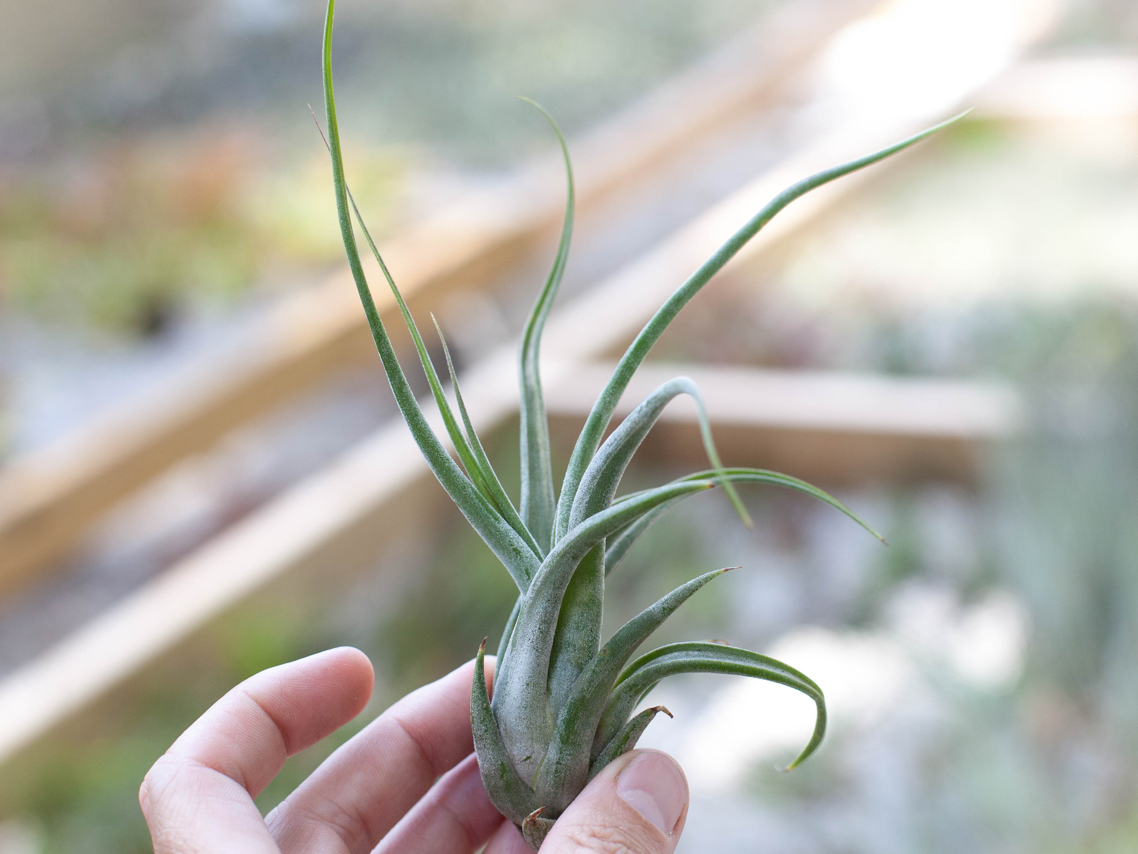 circinata air plant Tillandsia Circinata 'Paucifolia' Air Plants, Large / 5 Pack