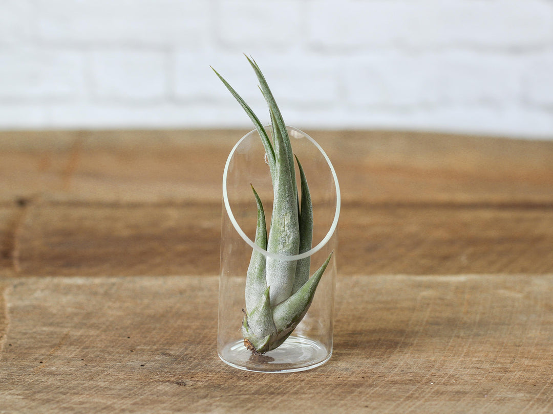Wholesale: Large Tillandsia Circinata 'Paucifolia' Air Plants | 5-8 Inch Plants