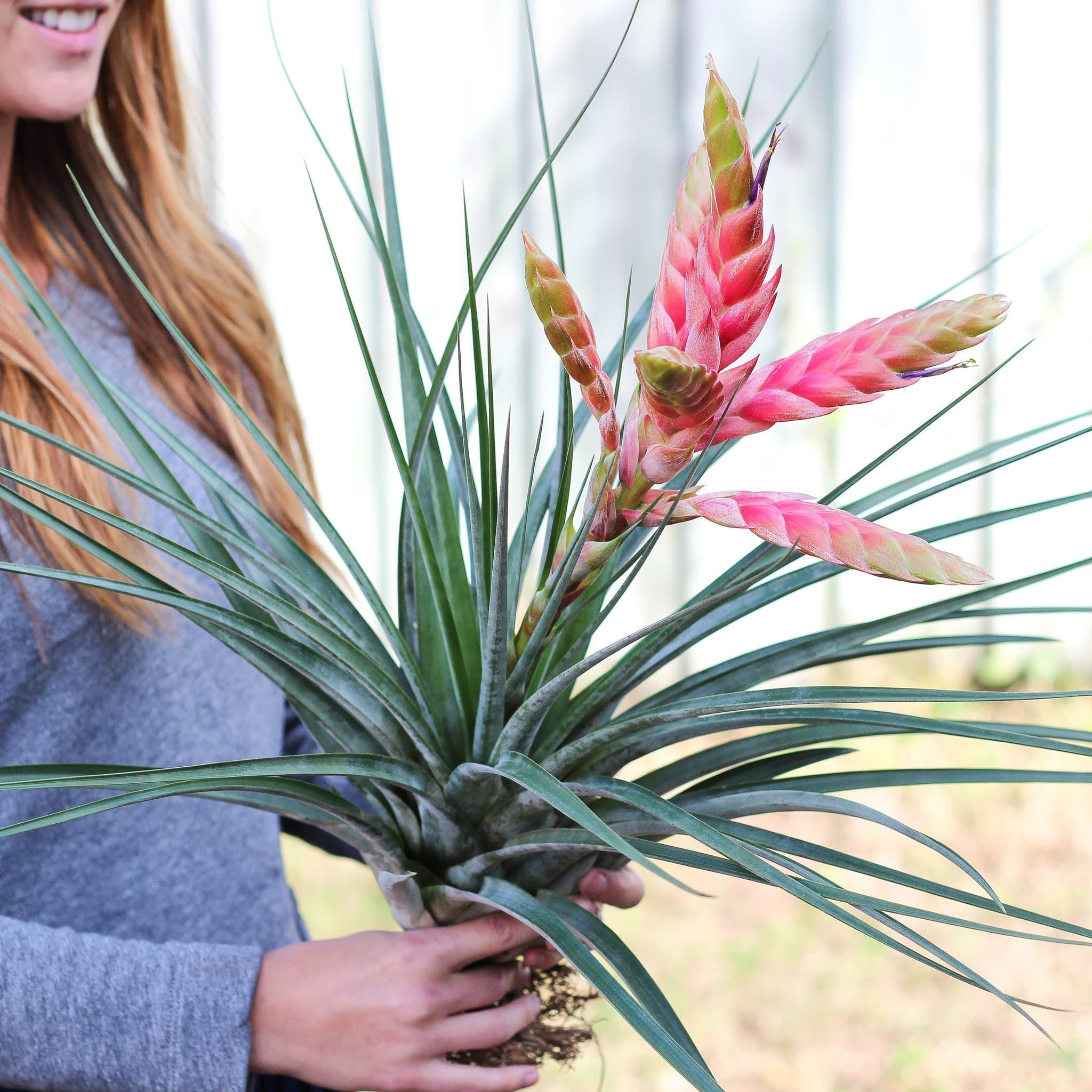 Tillandsia Fasciculata Tropiflora Air Plants – Air Plant Design Studio