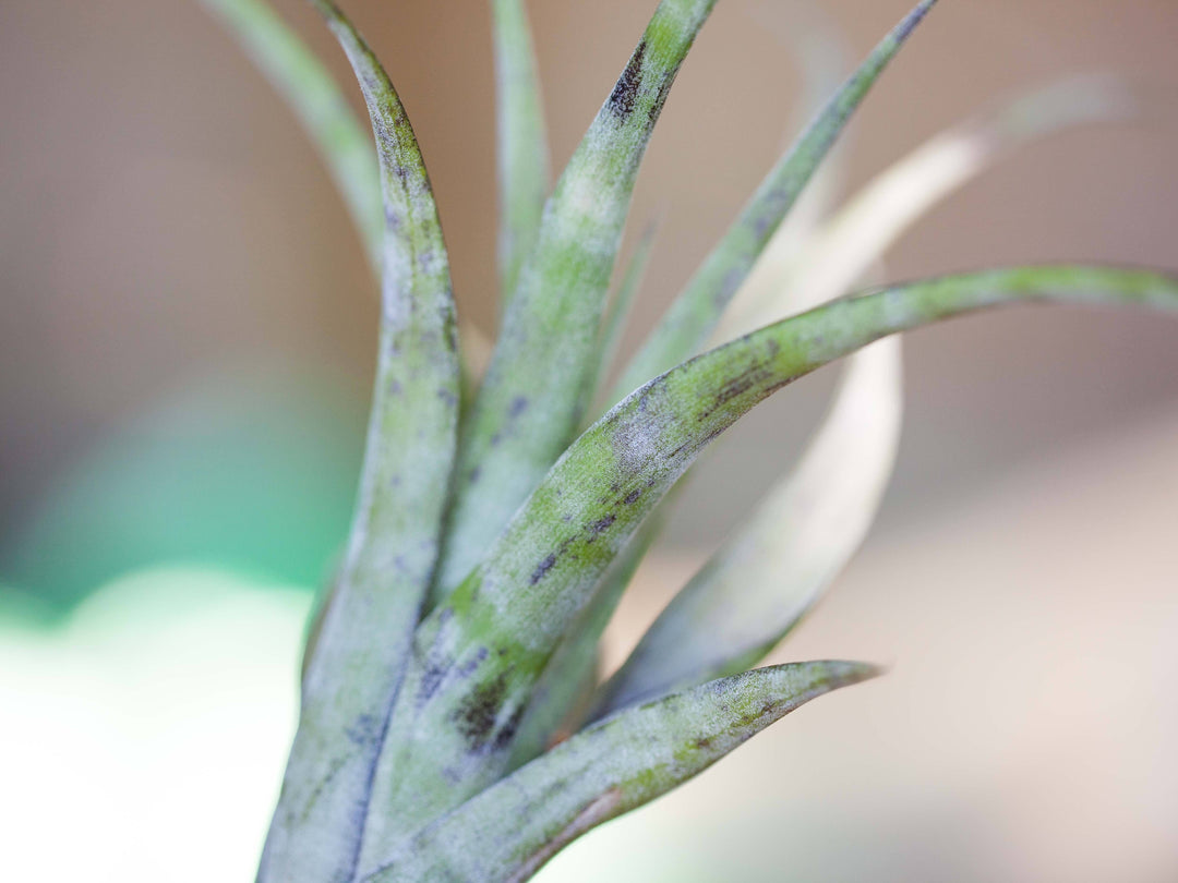 Tillandsia flexuosa air plants