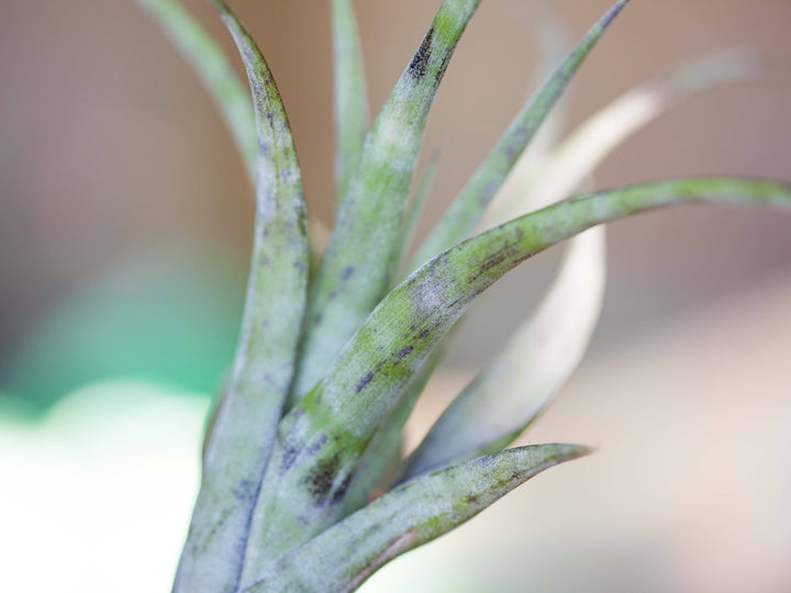 Tillandsia flexuosa air plants